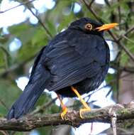 Image of Glossy-black Thrush