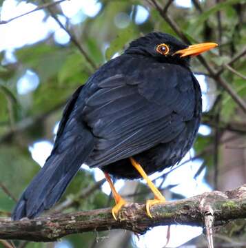 Imagem de Turdus serranus Tschudi 1844