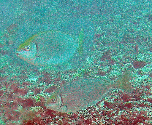 Image of Dusky rabbitfish