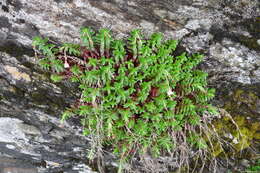 Image de Epilobium hohuanense S. S. Ying