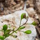 Слика од Draba minima (C. A. Mey.) Steud.