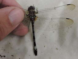 Image of Pale-faced Clubskimmer