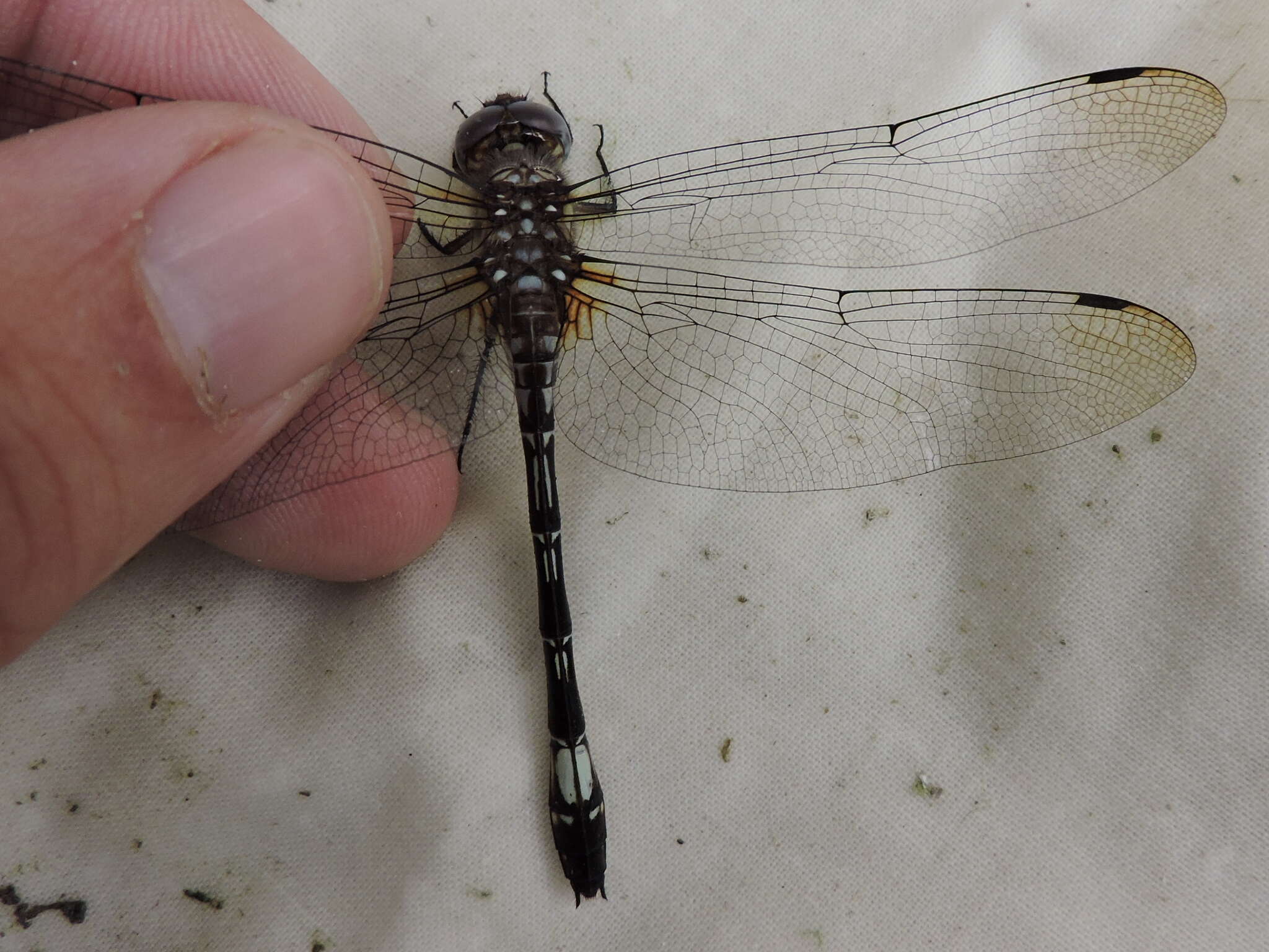 Image of Pale-faced Clubskimmer