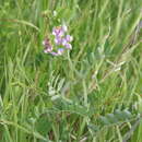 Image of Lathyrus incurvus (Roth) Willd.