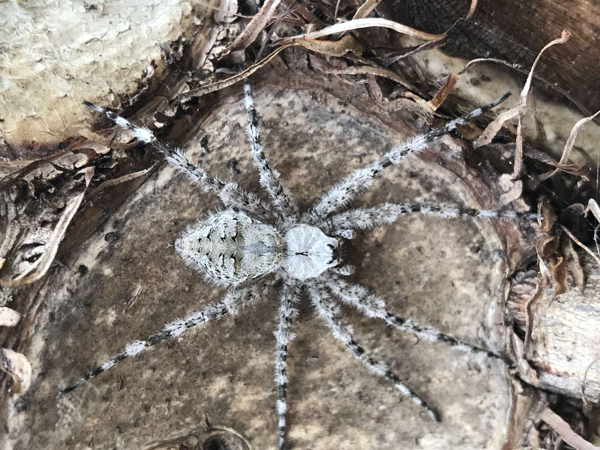 Image of Whitebanded Fishing Spider