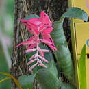 Image of Billbergia euphemiae É. Morren