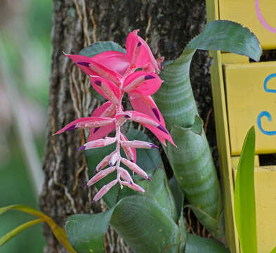 Image of Billbergia euphemiae É. Morren