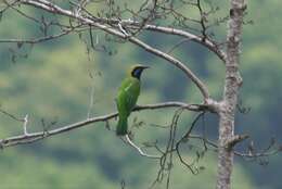 Image of Orange-bellied Leafbird