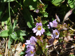 Image of Euphrasia liburnica Wettst.