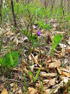 Lathyrus komarovii Ohwi resmi