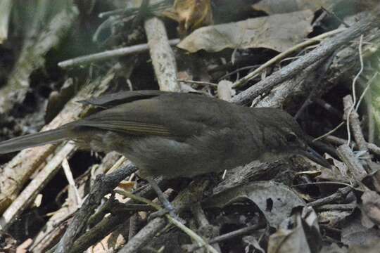 Image of Phyllastrephus terrestris terrestris Swainson 1837