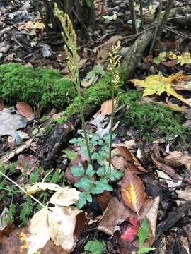 Image of bluntlobe grapefern