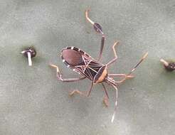 Image of Leptoglossus subauratus Distant 1881