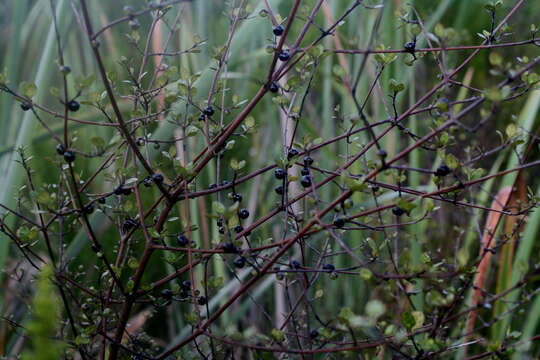 Image of Coprosma tenuicaulis Hook. fil.