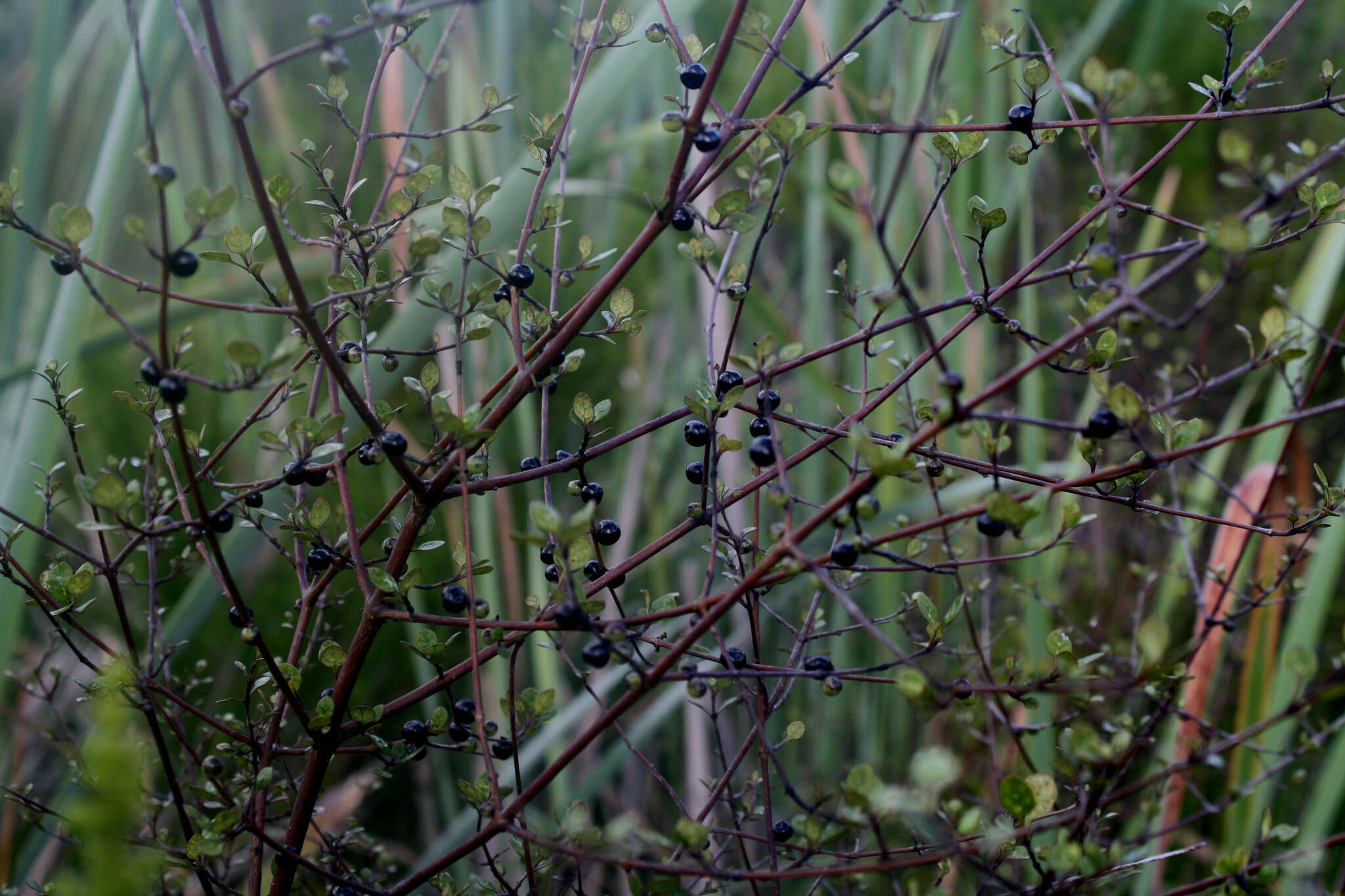 صورة Coprosma tenuicaulis Hook. fil.