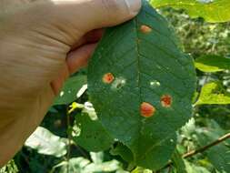 Image of Bird cherry dotty