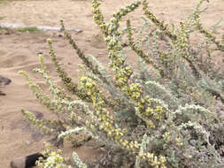 Image of beach wormwood