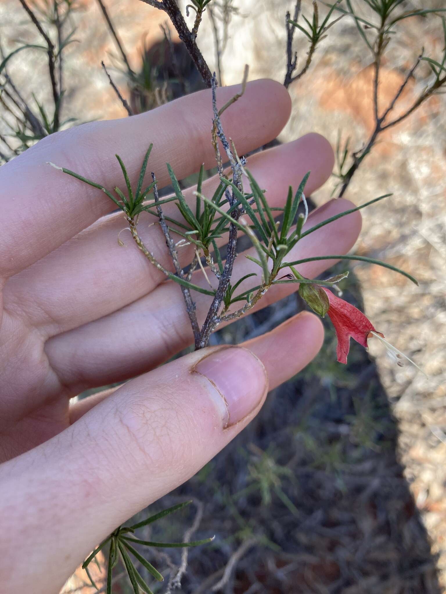 Image of Eremophila latrobei subsp. glabra (L. S. Smith) R. J. Chinnock