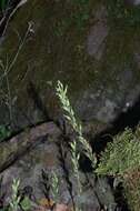 Image de Habenaria arenaria Lindl.