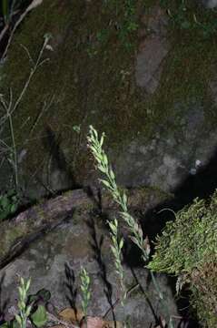 Image of Habenaria arenaria Lindl.