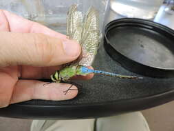 Image of Common Green Darner