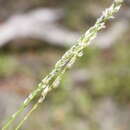 Image de Digitaria brownii (Roem. & Schult.) Hughes