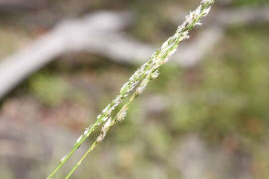 صورة Digitaria brownii (Roem. & Schult.) Hughes