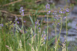 Image of western polemonium