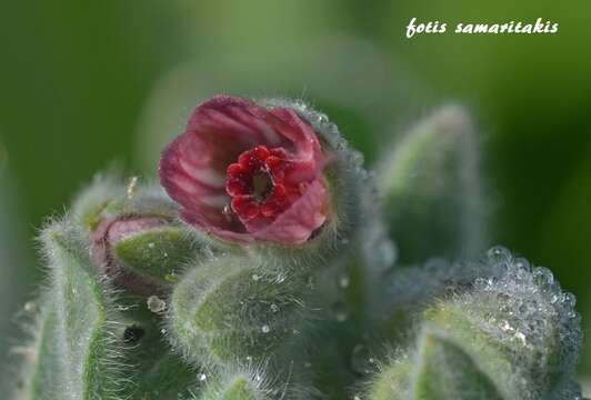 Image de Cynoglossum columnae Ten.