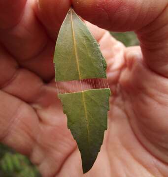 Image of Gymnosporia acuminata (L. fil.) Szyszyl.