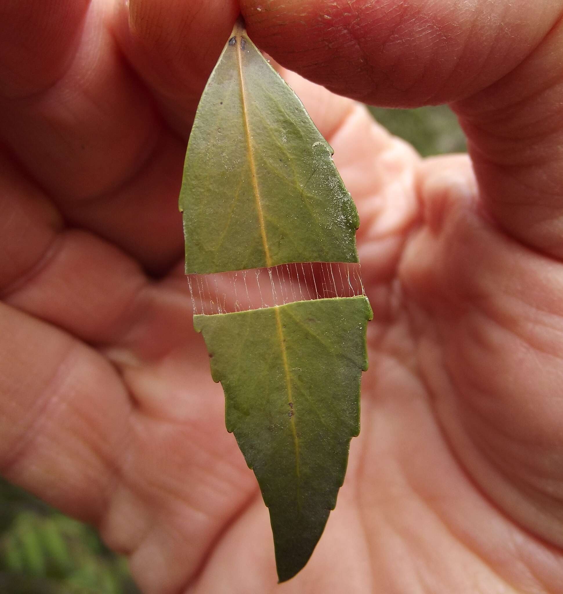 صورة Gymnosporia acuminata (L. fil.) Szyszyl.