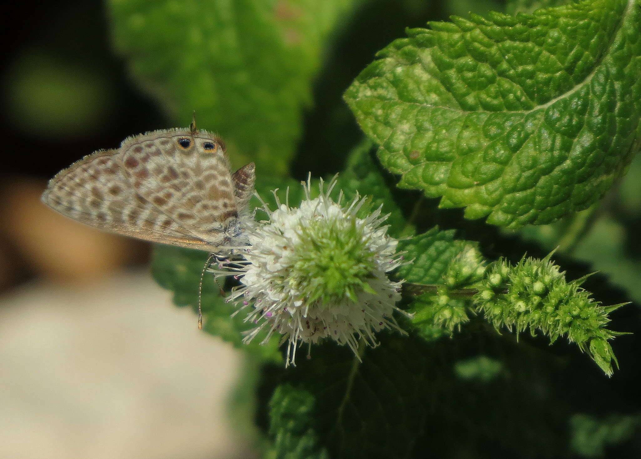 Image of Lang's Short-tailed Blue