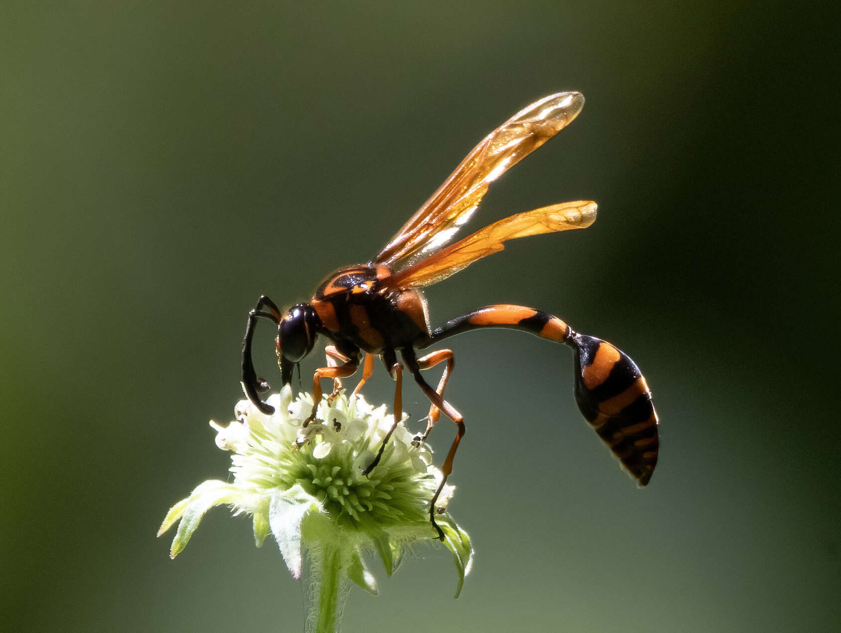 Phimenes arcuatus lyratus (Vecht 1959)的圖片