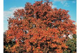 Image of nannyberry