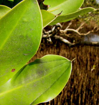 Image of Mangrove