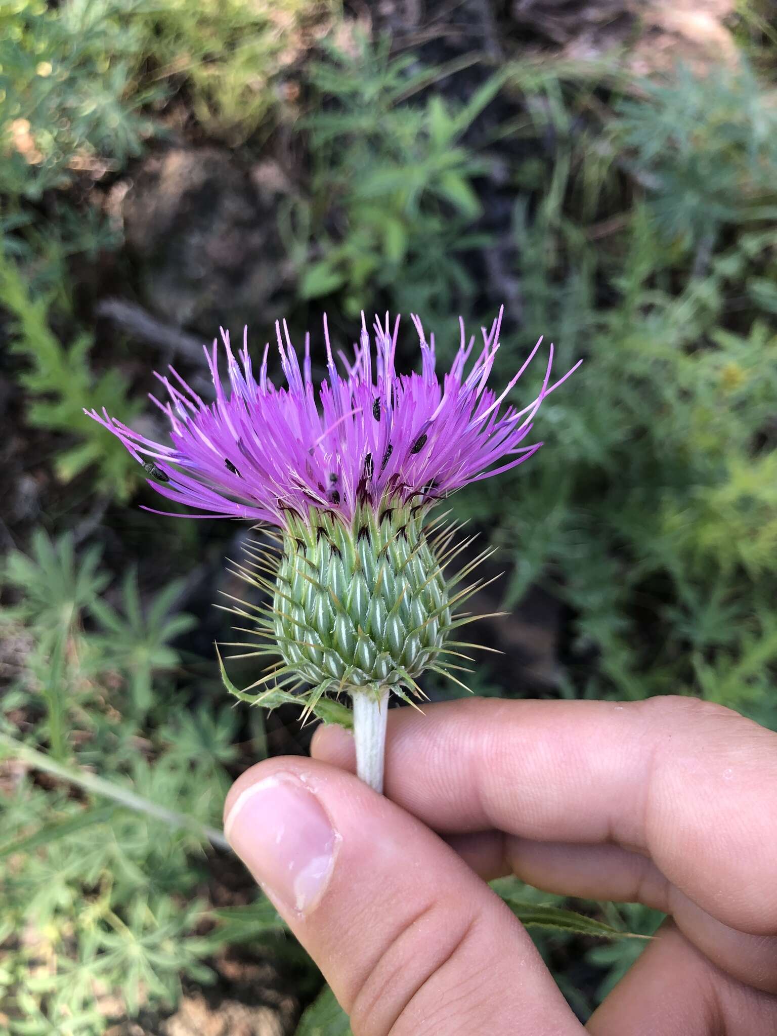 Imagem de Cirsium grahamii A. Gray