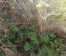 Image of Brachyglottis southlandica (Cockayne) B. Nord.