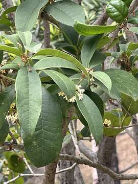 Image of Fragrant Olive