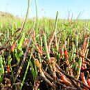 Sivun Salicornia capensis (Moss) Piirainen & G. Kadereit kuva