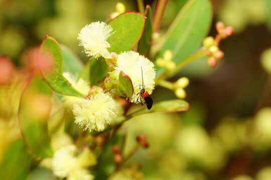 Acacia myrtifolia (Sm.) Willd. resmi