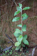 Olearia argophylla (Labill.) F. Müll. resmi