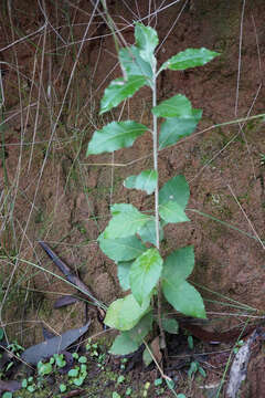 Image of Musk daisy Bush