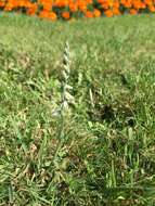 Image of Autumn Lady's Tresses Spiranthes