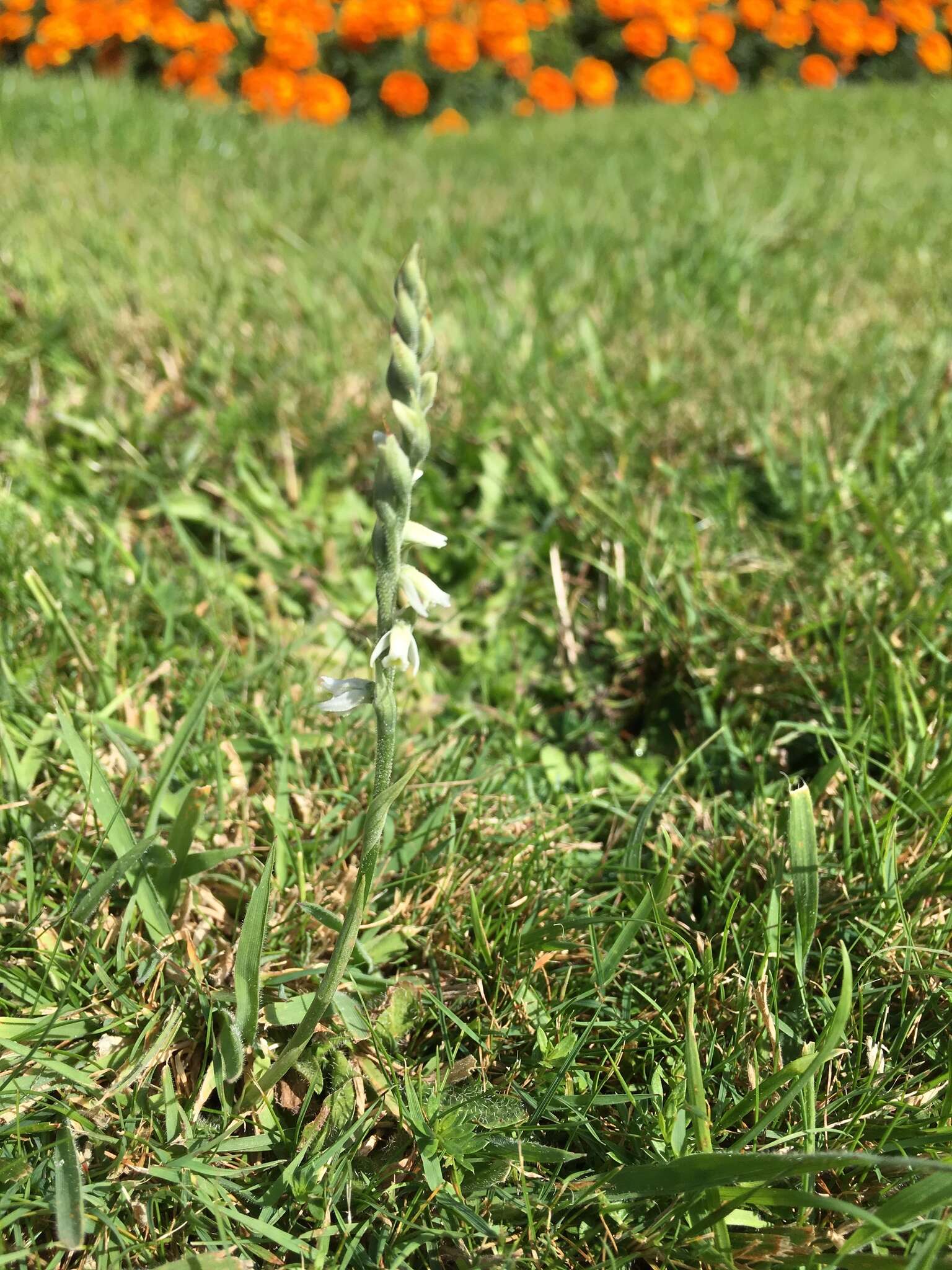 Image of Autumn Lady's Tresses Spiranthes