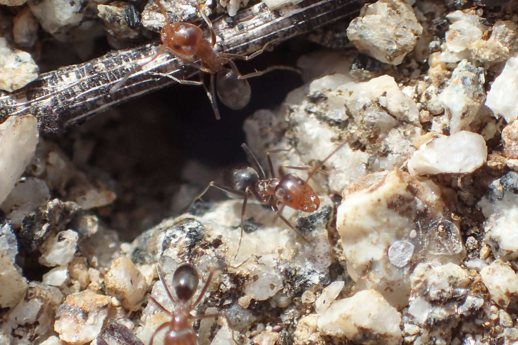 Image of Bi-colored Pyramid Ant