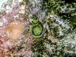 Image of Artichoke Coral