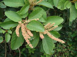 Clethra mexicana DC.的圖片