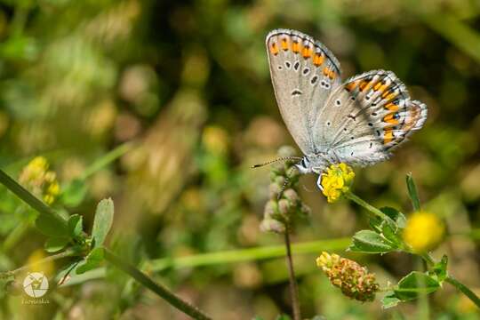 Image of Plebejus argyrognomon (Bergsträsser (1779))