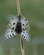 Sivun Parnassius jacquemontii Boisduval 1836 kuva