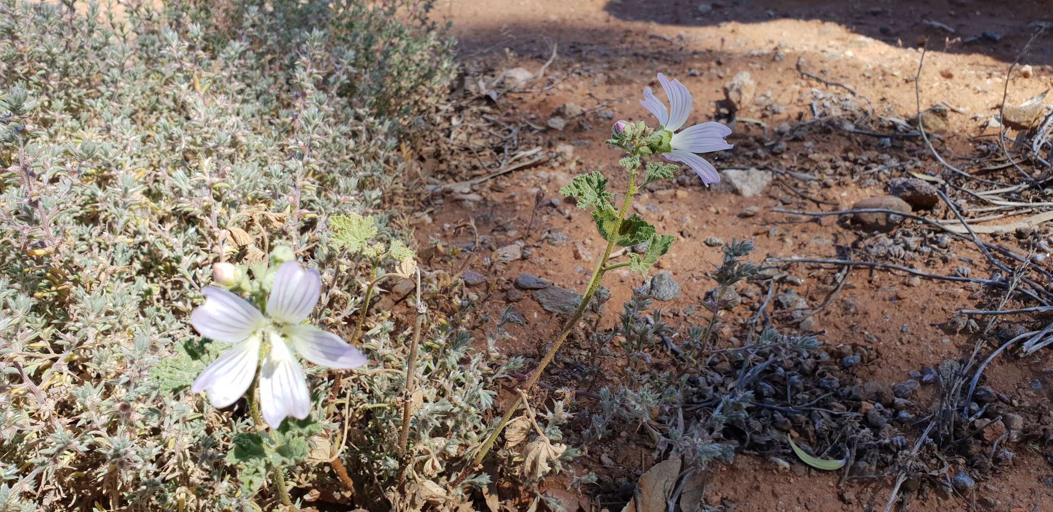 Image of Malva australiana M. F. Ray